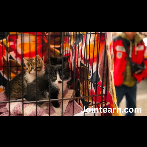Dehradun Woman Files FIR After Alleged Abduction of Her Kittens by Family Members