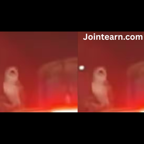 Peak Bengaluru moment: Owl calmly perches on car stuck in traffic at Corporation Circle — watch