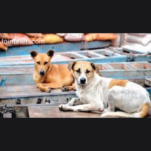 Supreme Court to Hear Stray Dog Case on October 27; National Policy on Issue Awaits Decision