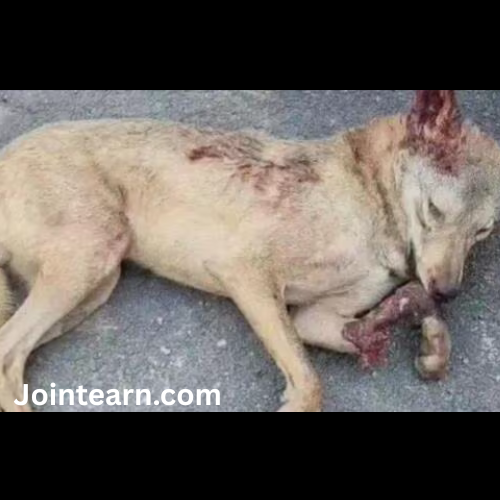 Wolf That Terrorized Bahraich Villages Shot Dead by Forest Team