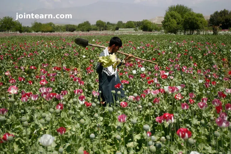 Afghanistan’s Opium Cultivation Falls 20% Amid Rising Synthetic Drug Production