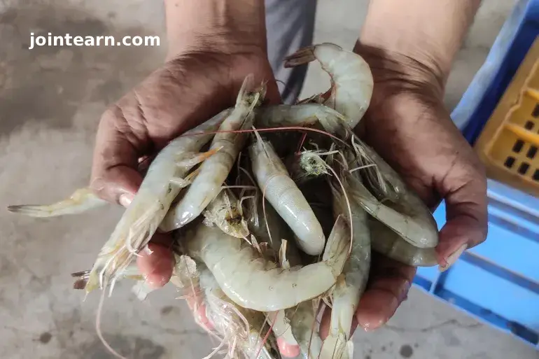 India’s Shrimp Industry Faces Crisis as US Tariffs Threaten Global Exports
