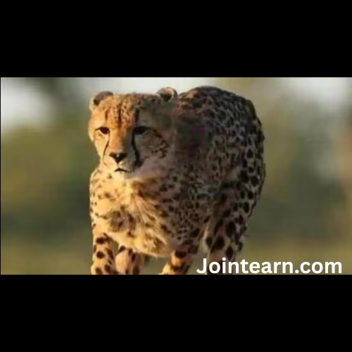 First Indian-Born Female Cheetah Gives Birth to Five Cubs at Kuno National Park: A Landmark for Conservation in India