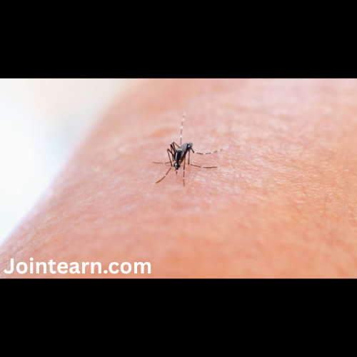 Delhi Reports Significant Drop in Dengue Cases, Malaria Numbers Remain Close to Last Year