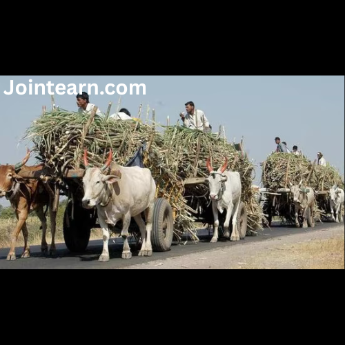 Why Sugarcane farmers are protesting in Karnataka