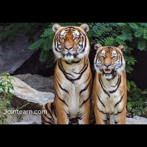 Tiger Killed by Train in Ratapani Reserve, Spotlight Back on Wildlife–Railway Conflict in Madhya Pradesh