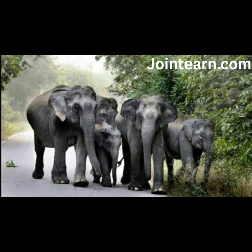 Tamil Nadu Government Constitutes Expert Panel to Develop SOP for Elephant Translocation