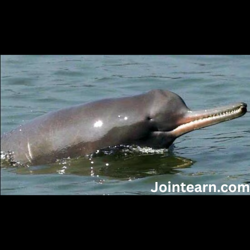 Union Environment Ministry Launches Second Nationwide Dolphin Census