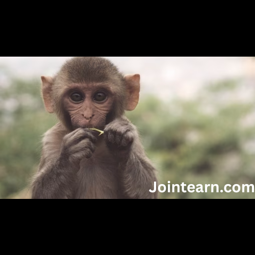 Delhi Assembly to Use Langur Sounds and Mimicry to Deter Monkeys from Premises