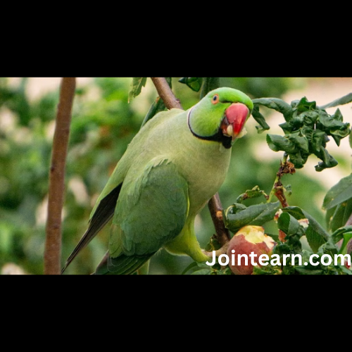 Over 200 Parrots Die of Food Poisoning on Banks of Narmada in Madhya Pradesh