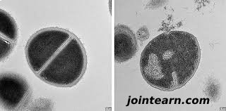 Scientists Discover New Immune System Defense With Potential for Antibiotics