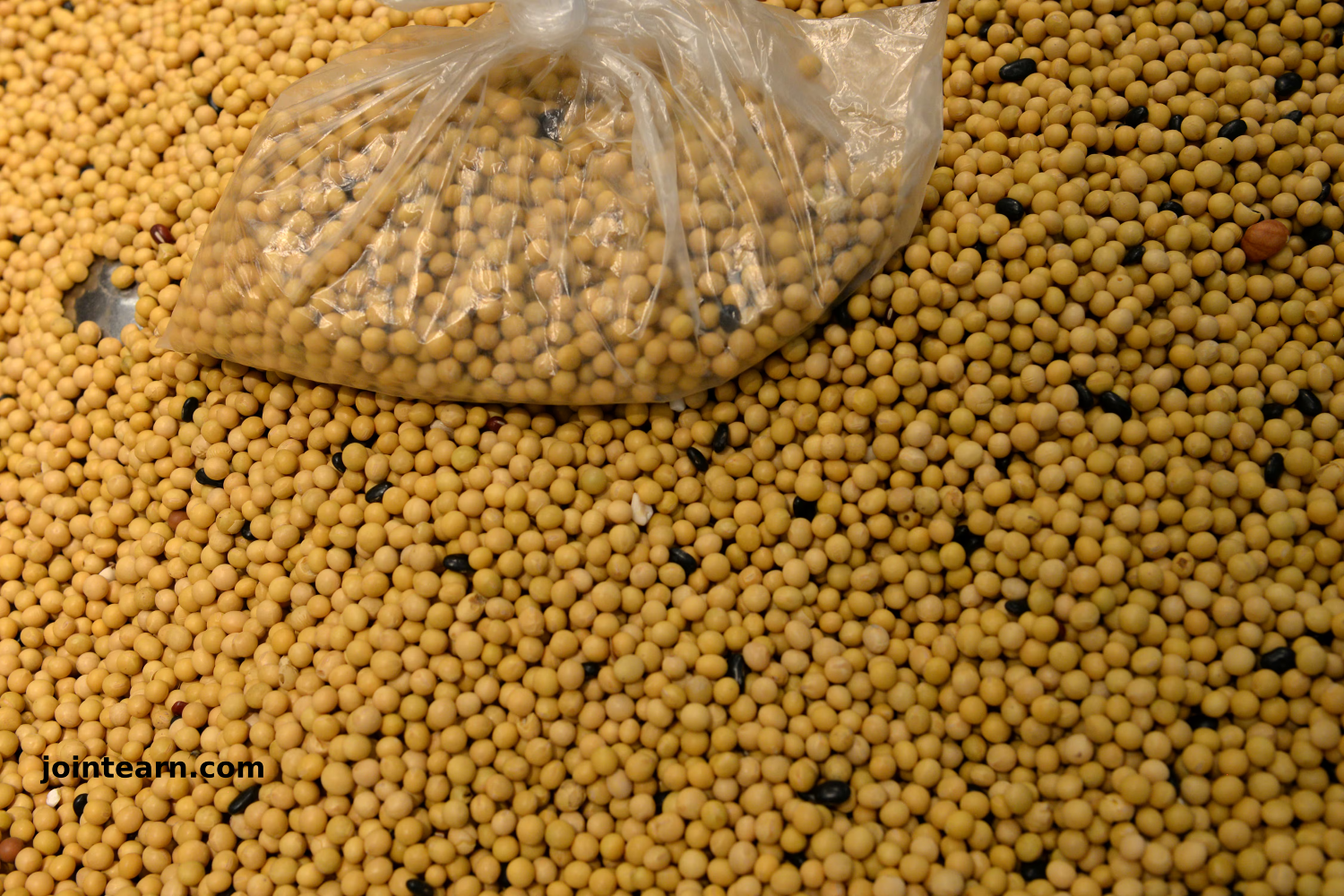 China's April Soybean Imports Drop to 10-Year Low Amid Customs Delays and Logistics Issues
