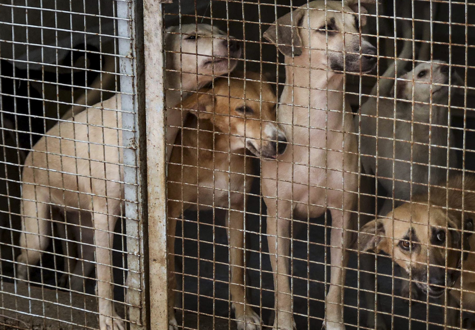 Supreme Court to Decide on Mass Capture of Stray Dogs in Delhi